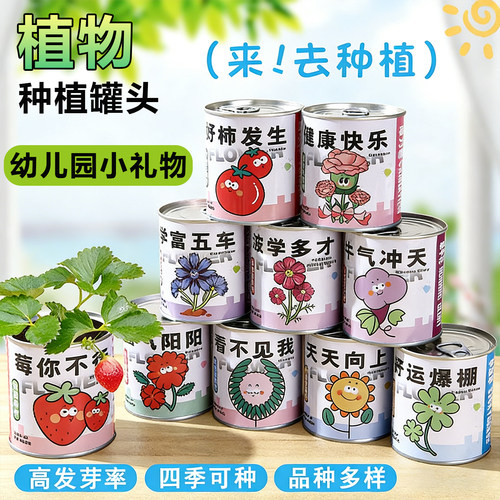 桌面摆件盲盒绿植新手易养