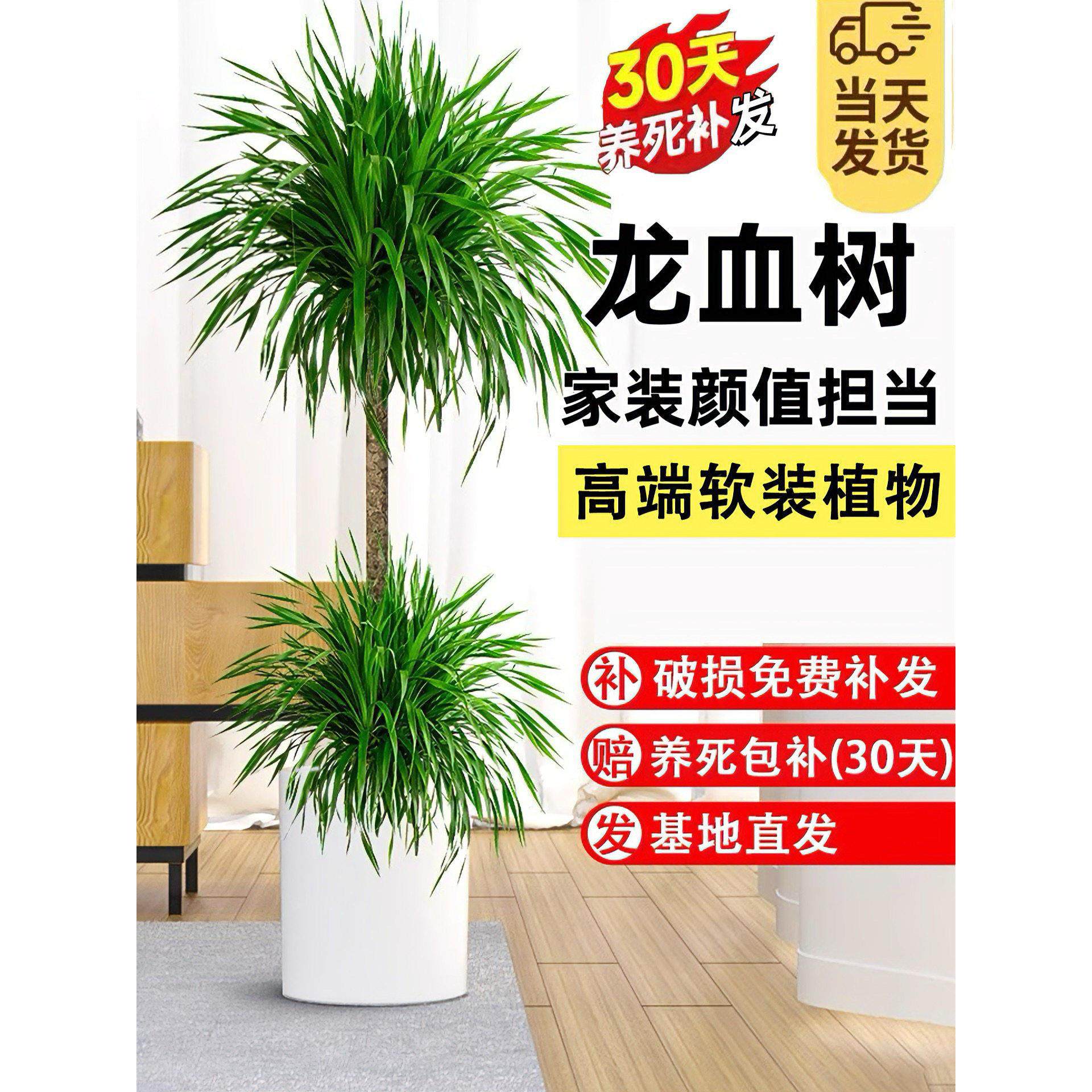 龙血树客厅绿植多头龙须树龙铁树客厅绿植室内大型两层龙血树盆栽,鲜花速递/花卉仿真/绿植园艺,大型绿植/成品组合盆栽,淘宝优惠券,粉丝福利购,淘宝优惠卷