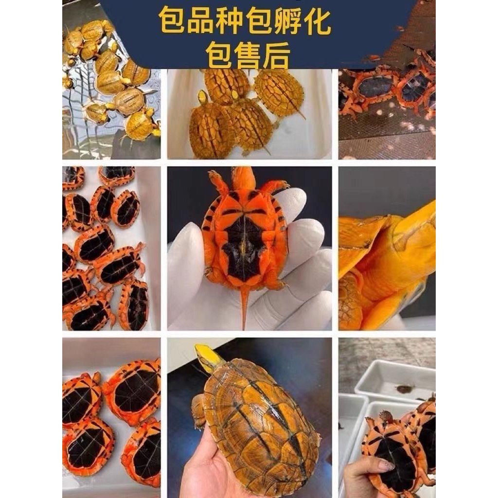 正宗海南龟蛋越南米底孵化龟蛋三线闭壳金钱孵化蛋招财宠物龟蛋