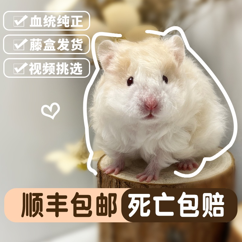 波利金丝熊藤盒发货顺丰包邮