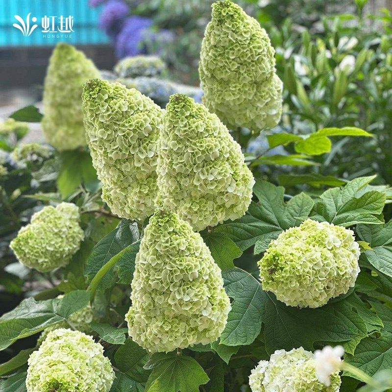 虹越栎叶绣球和声雪花超级矮人大花阳台庭院花园院耐寒好养植物