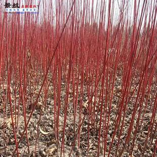 绿化苗红端木红瑞木红端木苗凉子木红麻球彩色灌木庭院绿化带隔离