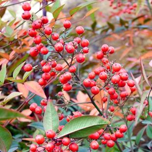 高档花卉盆栽植物 红天竹 南天竹 可观叶 观果 秋冬季节红如火焰