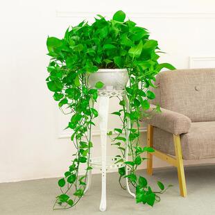 水培绿萝绿萝黄金葛魔鬼藤黄金藤盆栽吊兰植物净化空气吸甲醛