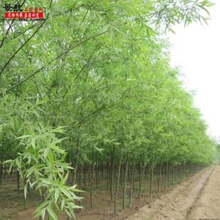 垂柳苗垂柳树苗黄金柳垂柳直柳庭院别墅河道行道风景树绿化苗木