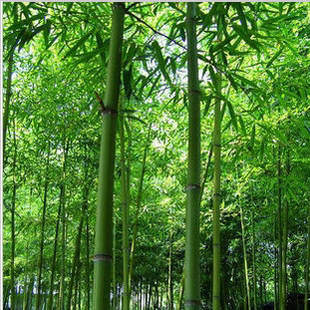 竹子苗竹苗清水淡竹青竹苗竹子树苗绿化围墙庭院观叶观茎植物