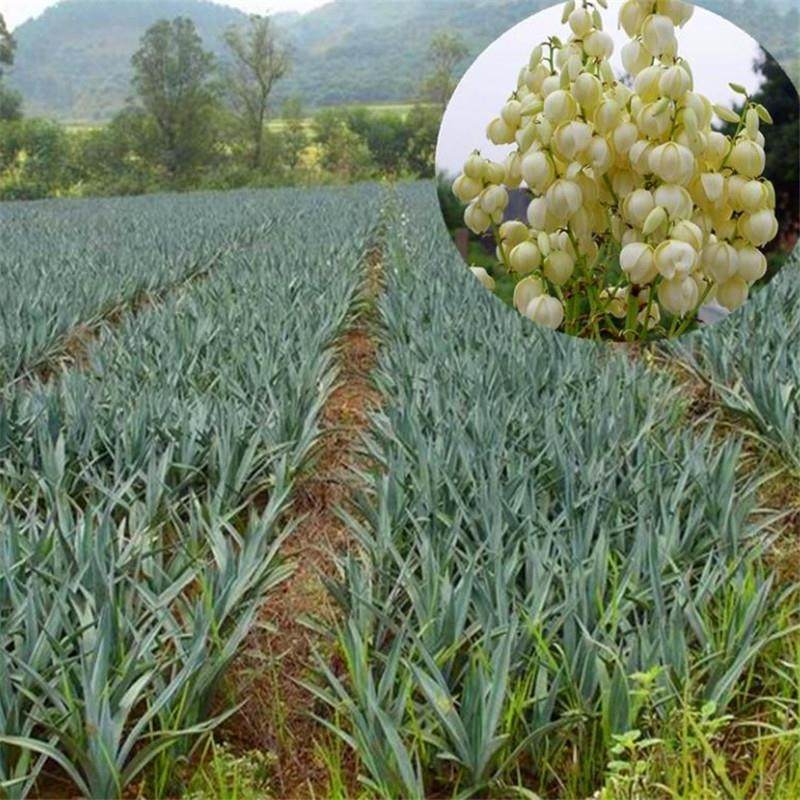 剑麻剑麻花苗水丝麻带刺的庭院绿化观赏植物可以做绿篱防贼,鲜花速递/花卉仿真/绿植园艺,观叶 /花灌木,淘宝优惠券,粉丝福利购,淘宝优惠卷