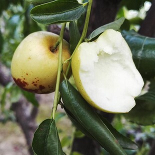 枣子苗嫁接枣树苗枣子果树苗当年结果大如意枣大甜枣地栽盆栽树苗