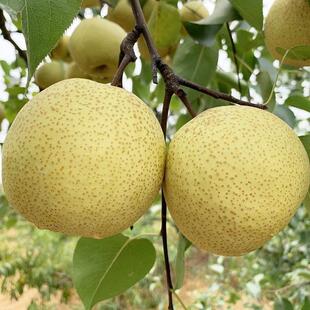 梨树种子梨树种子野生梨种子野梨子土梨树果树种子嫁接砧木种子