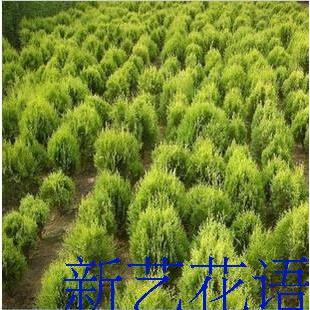 绿化苗四季常青篱笆树苗洒金柏洒金黄柏苗庭院别墅绿化篱笆墙