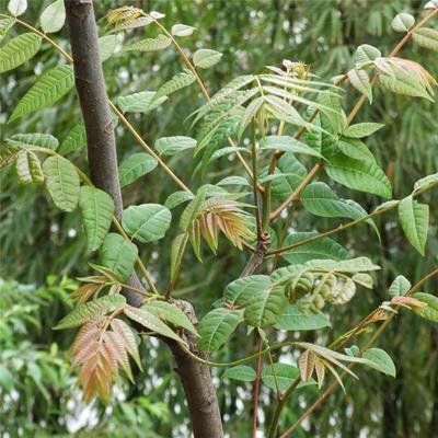 红油香椿树种子食用芽苗菜树种子香椿种子新采红头香椿树种子