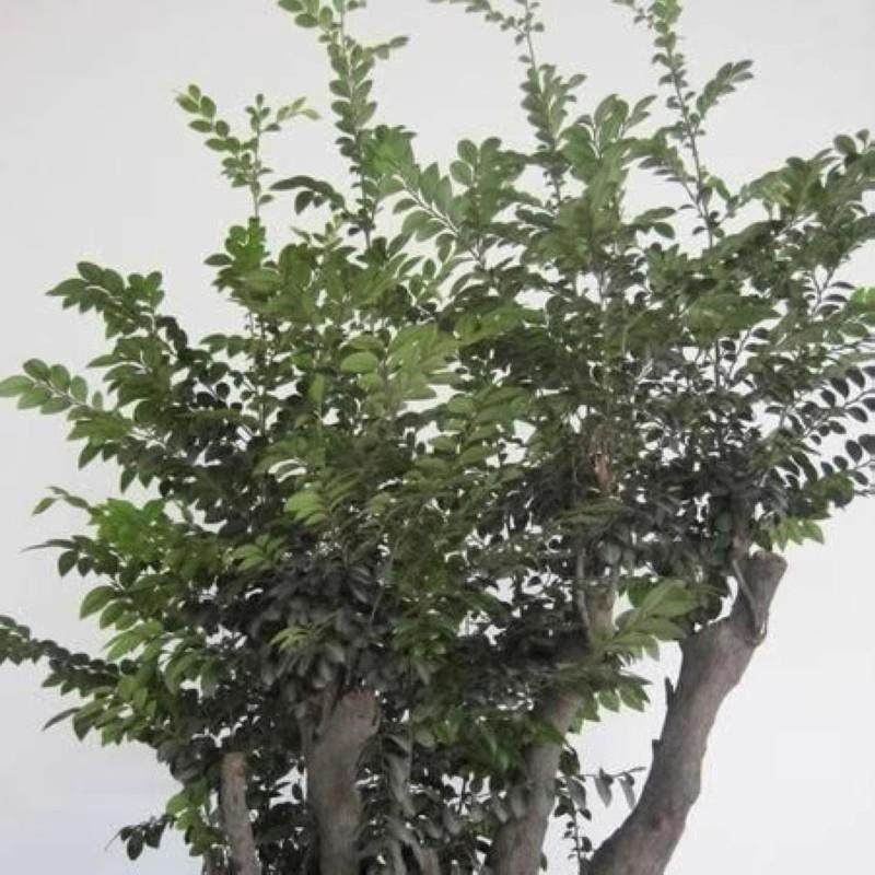 新采收 小叶紫檀种子 紫檀 白檀种子 檀香树种 檀香种子