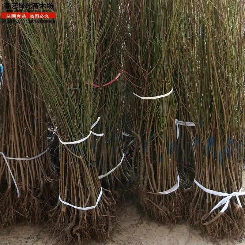 桃树桃树苗毛桃树苗毛桃苗毛桃小苗果树苗桃树苗占地征地拆迁用苗