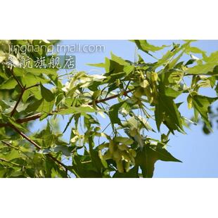 五角枫五角槭元宝槭元宝枫五角枫树苗庭院观赏彩色绿化行道树苗