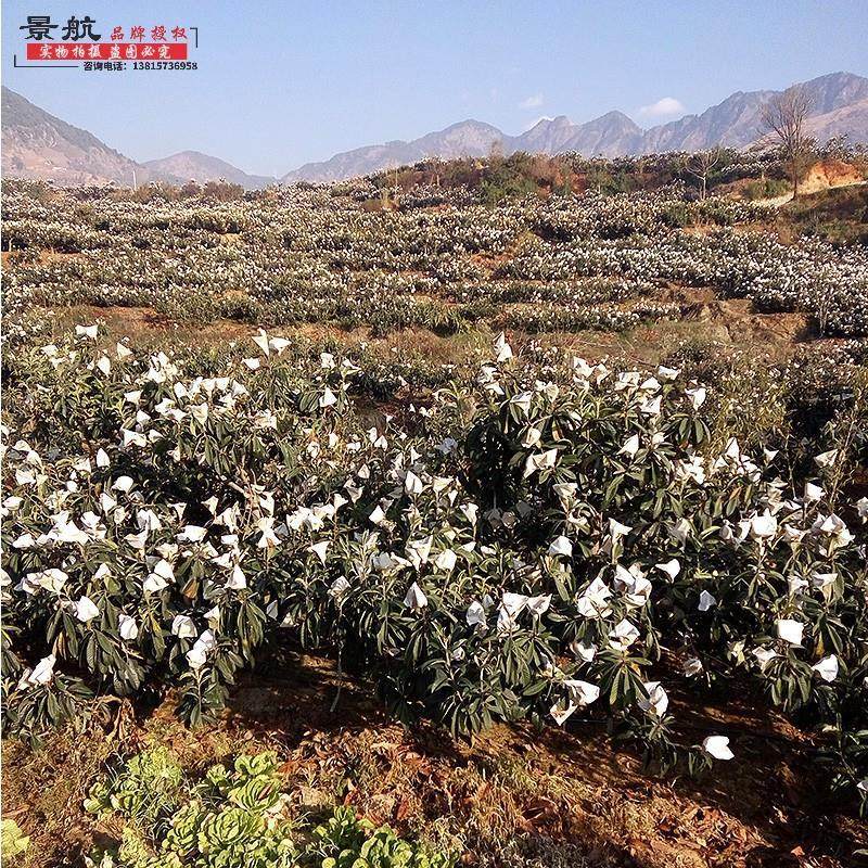 枇杷种子正宗枇杷种子优质枇杷种子当年新采的枇杷种子