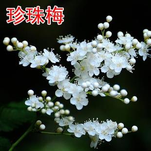 雪梅白梅花珍珠梅当年开花梅花树苗阳台庭院盆栽不惧严寒梅花树苗