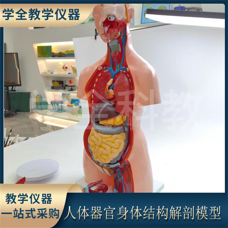 人体器官身体结构解剖模型85cm两性开背全身内脏拼装躯干解刨模型