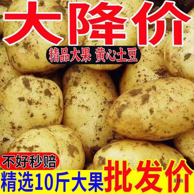 黄心土豆黄皮土豆大个粉糯洋芋马铃薯黄肉土豆黄心整箱