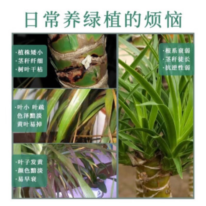 龙血树肥龙须树营养液大型绿植观叶植物干尖黄叶黑斑烂根