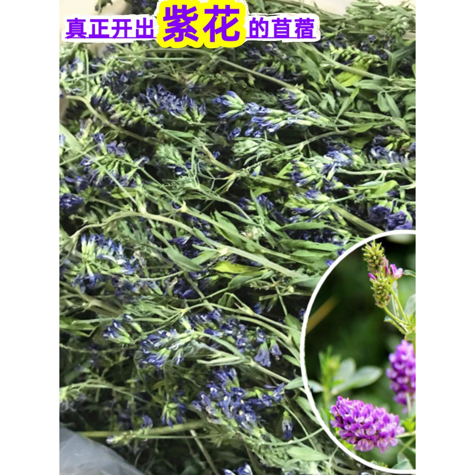 25年新烘干开花紫花苜蓿草干草带花兔子龙猫荷兰猪牧草兔粮苜宿草