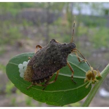 茶翅蝽引诱剂 Halyomoropha halys 诱芯 昆虫信息素