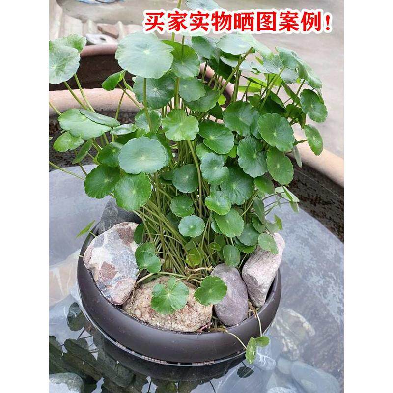 特大号紫砂花盆透气碗莲花盆多肉水仙水培盆铜钱草菖蒲剑山插花盆