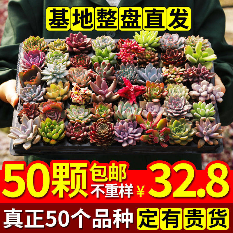 整框多肉超大叶片清仓一斤50颗套餐莲花冬美人姬胧月老庄多