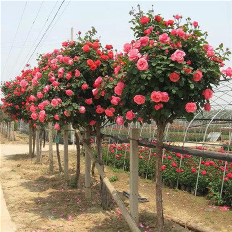 嫁接树桩月季花棒棒糖树大花朵粉色月季花苗特大花四季庭院老桩
