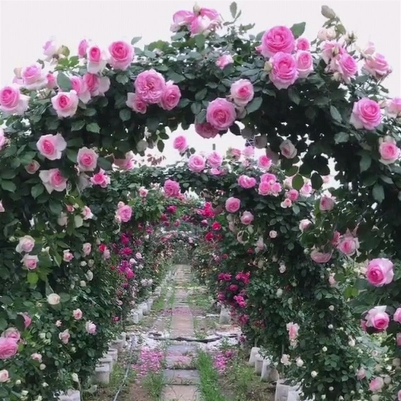 龙沙宝石藤本月季花苗特大蔷薇爬藤四季欧月庭院花卉植物玫瑰盆栽