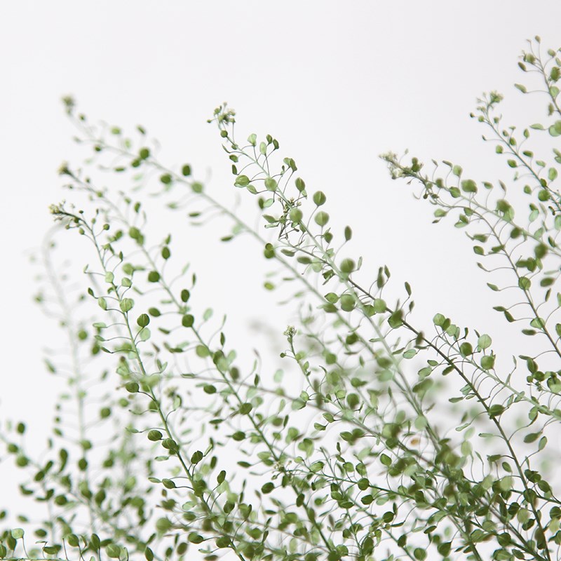 狂想者工厂新品干花mini翠扇绿玲草家居装饰香薰蜡烛DIY自然花束