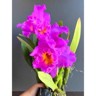 泰国卡特兰日盛大苗原杯带花袋开花浓香一年多开网红洋兰花卉盆栽