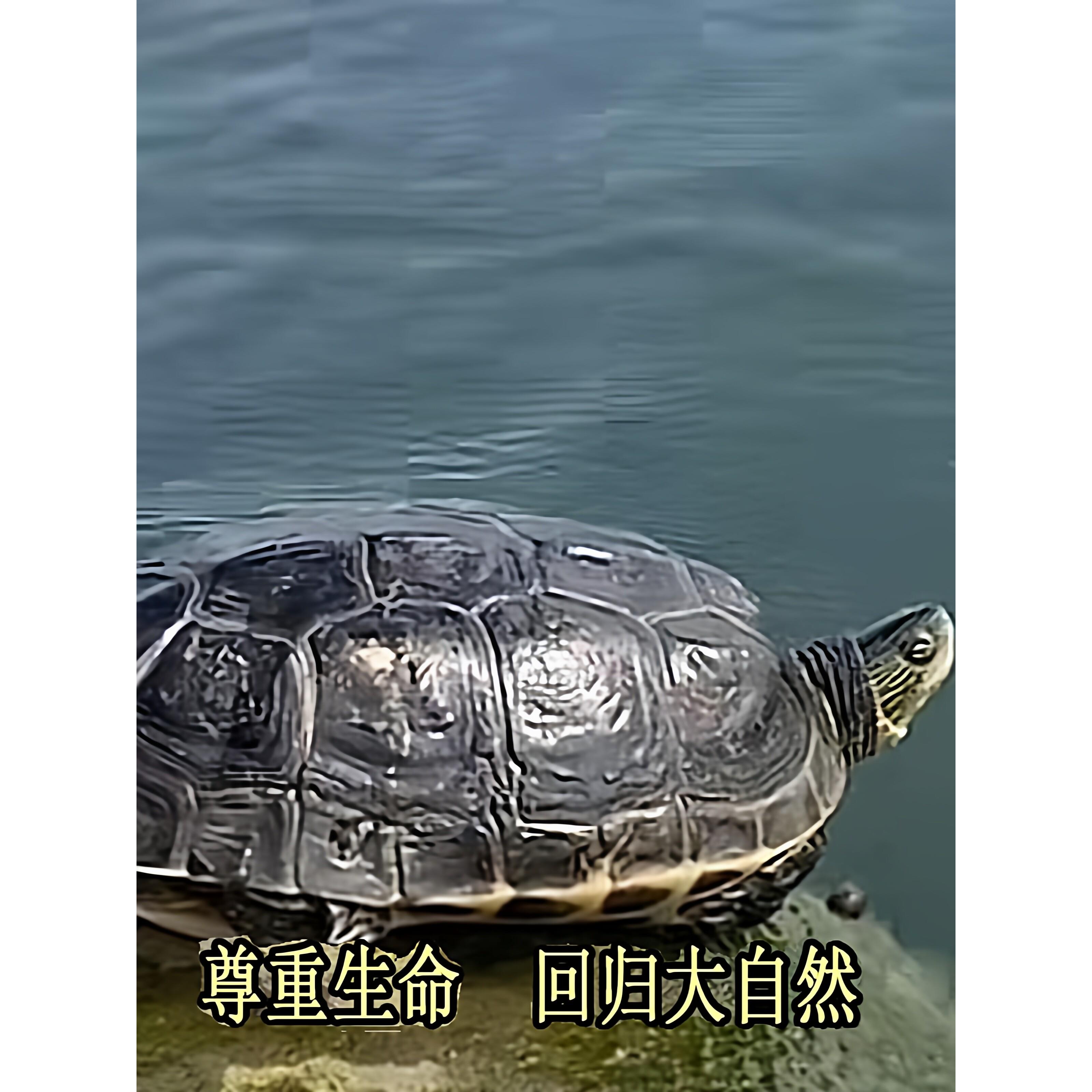 中华草龟本土生的小乌龟活物外塘长寿龟宠物水龟金线龟活体龟墨龟