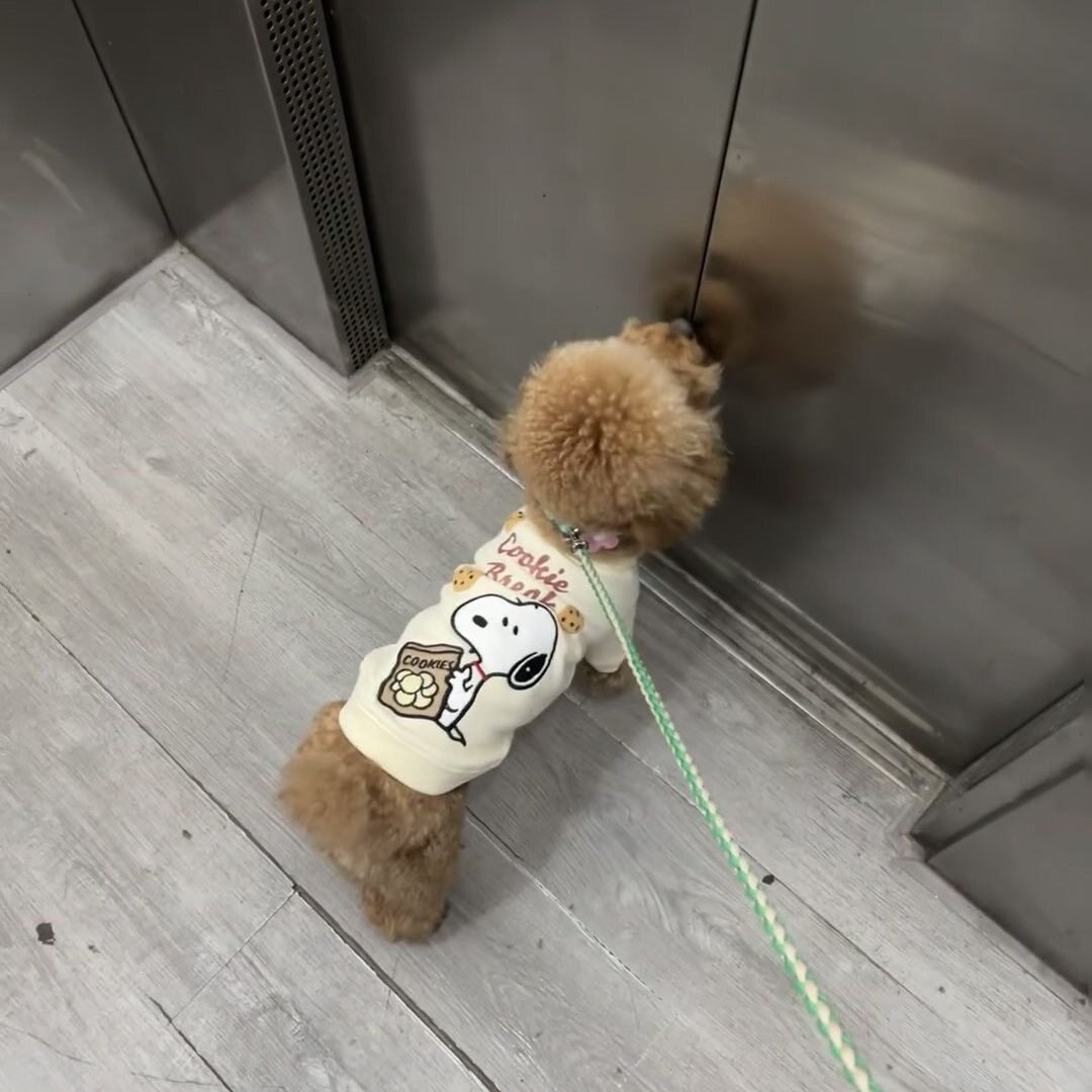 INS风韩国宠物狗狗T恤卫衣|泰迪