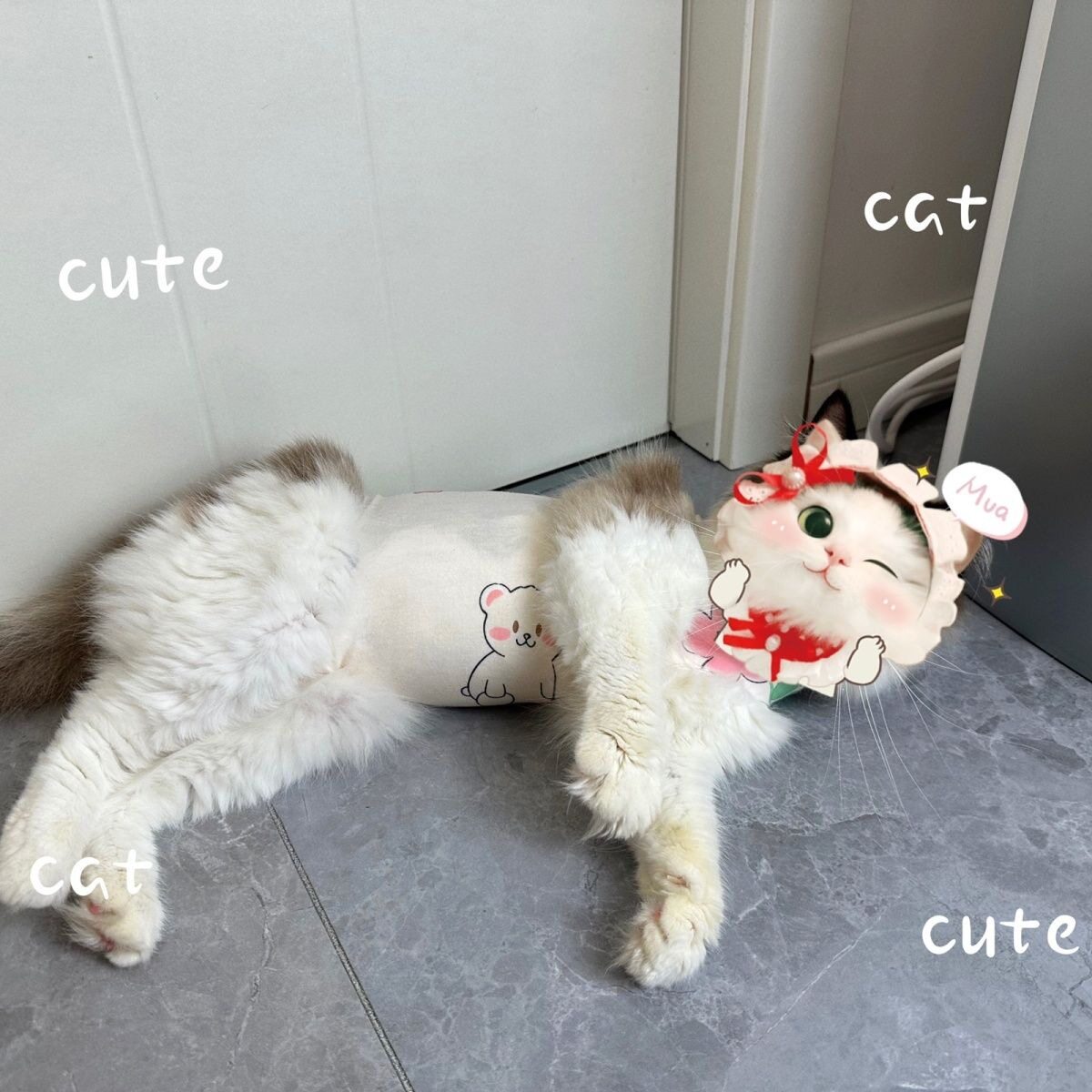 猫咪绝育专用透气防舔脖套+术后