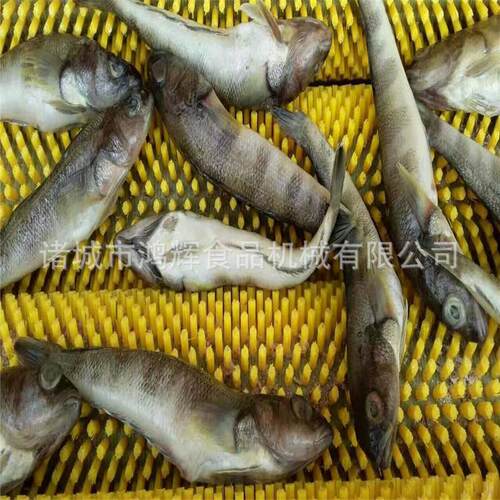 供莲藕根茎类去皮毛刷清洗机 商用洗生姜机 1000型不锈钢洗鱼鳞机