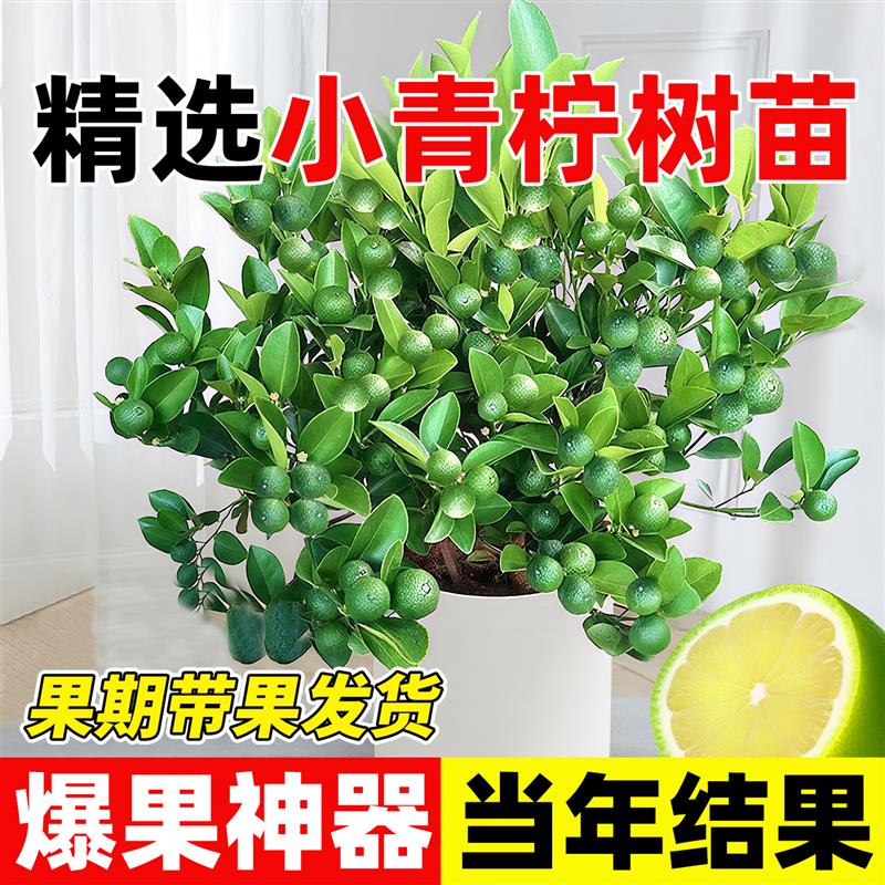 小青柠树苗海南小青桔金桔树香水柠檬树盆栽带果庭院阳台果树果苗