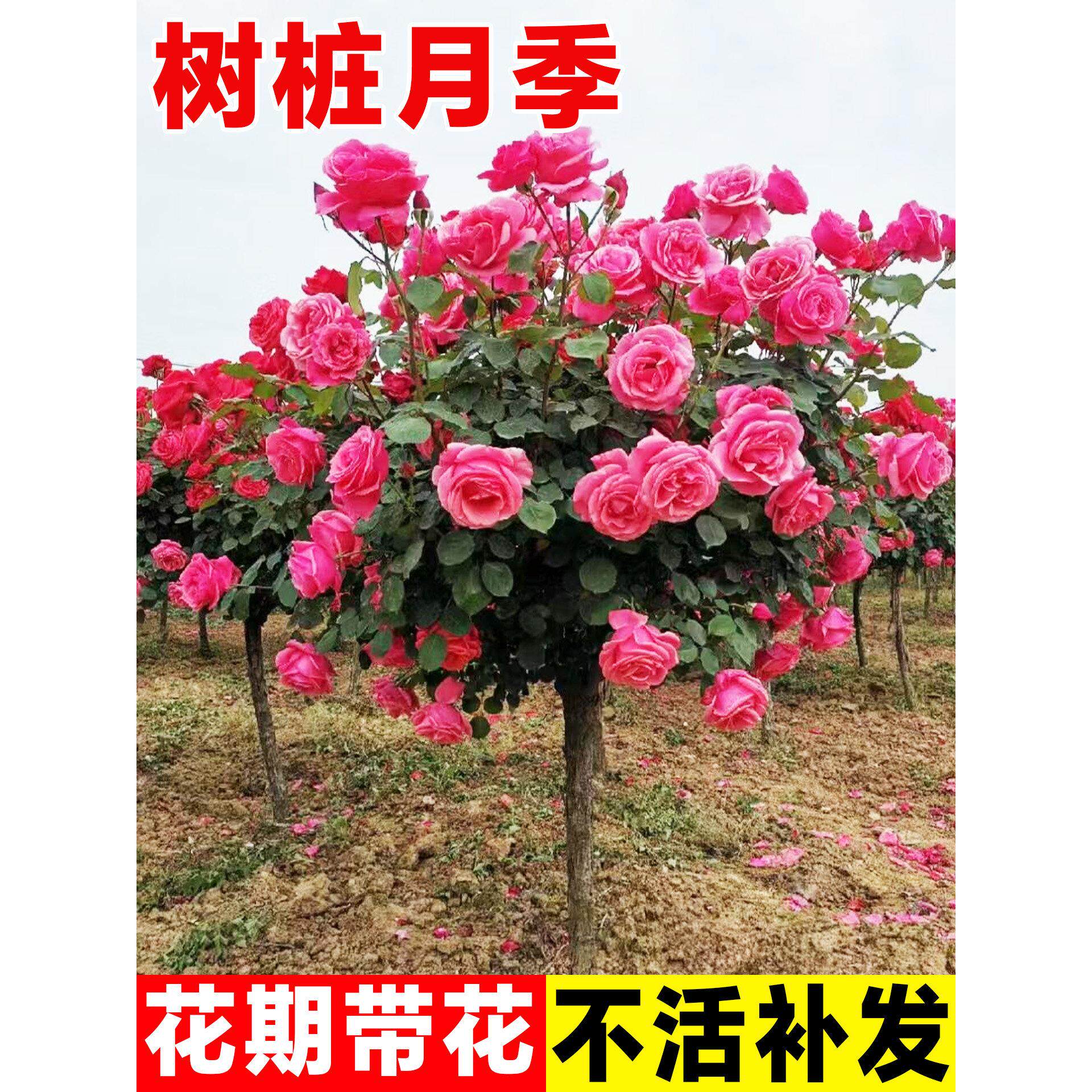 树桩月季特大花庭院植物嫁接花苗树状棒棒糖月季树苗盆栽玫瑰花卉