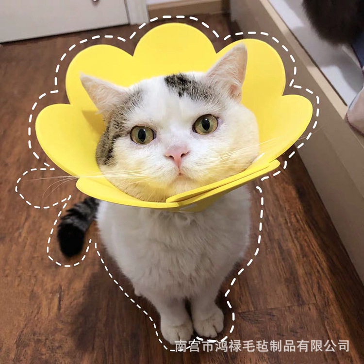 伊丽莎白圈太阳花猫咪项