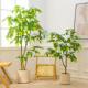 柠檬树彷真绿色植物盆栽植物服装 饰彷生假绿植柠檬树 店绿植橱窗装