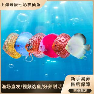 上海渔场直售七彩神仙鱼热带观赏鱼7彩鱼苗活体中小型好养包活