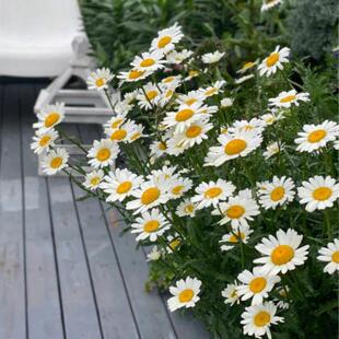 大滨菊盆栽麦当娜 西洋滨菊庭院多年生花镜植物美观野趣易成活