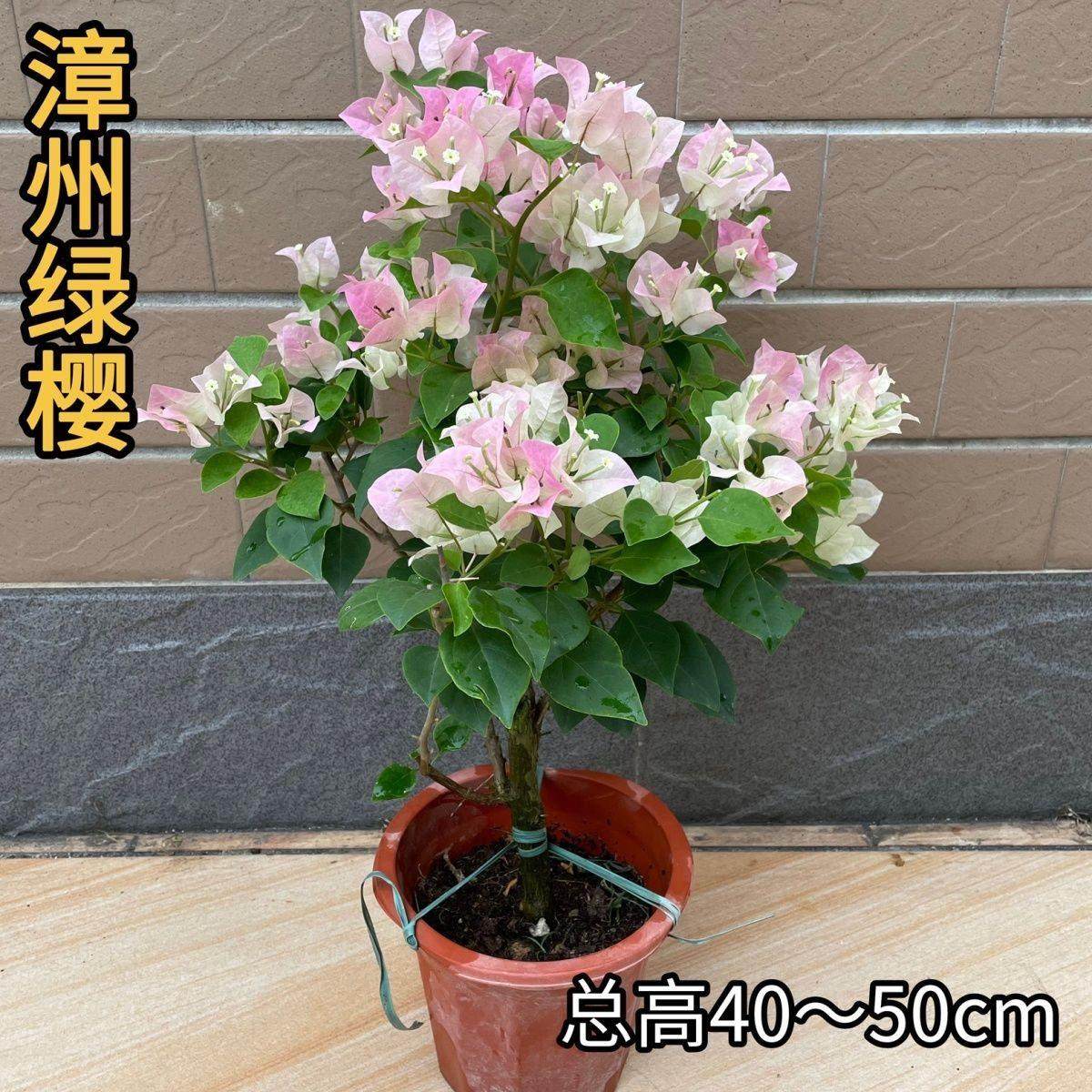 三角梅带花盆栽老桩爬藤勤花植物重瓣四季开花盆栽庭院观花卉阳台,鲜花速递/花卉仿真/绿植园艺,时令草本花卉,淘宝优惠券,粉丝福利购,淘宝优惠卷
