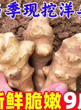 新鲜野洋姜现挖鬼子姜菊芋农家蔬菜腌制泡菜姜不辣菜姜5斤9斤包邮