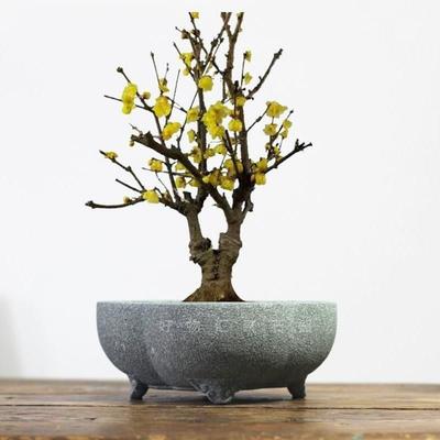 圆形梅花盆青石花盆文人盆景菖蒲石头盆景盆中式复古石盆室内装饰