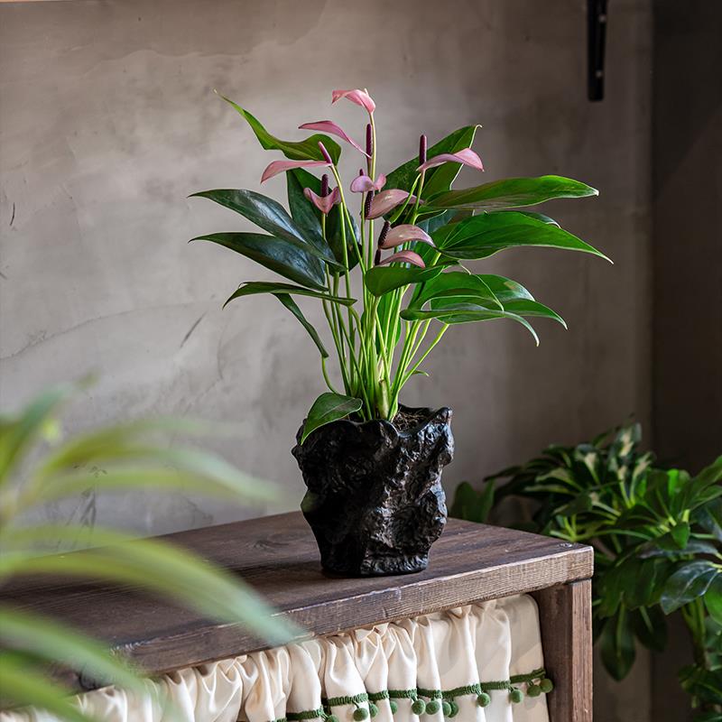 紫掌齐祖盆栽带花粉掌莉莉红掌室内花卉客厅四季开花开业送礼绿植