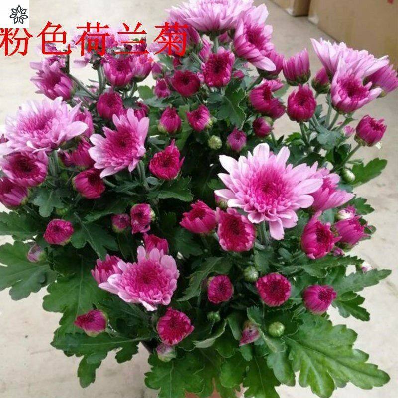 进口荷兰菊花苗花卉盆栽带花苞发货九月菊植物阳台客厅防辐射包邮