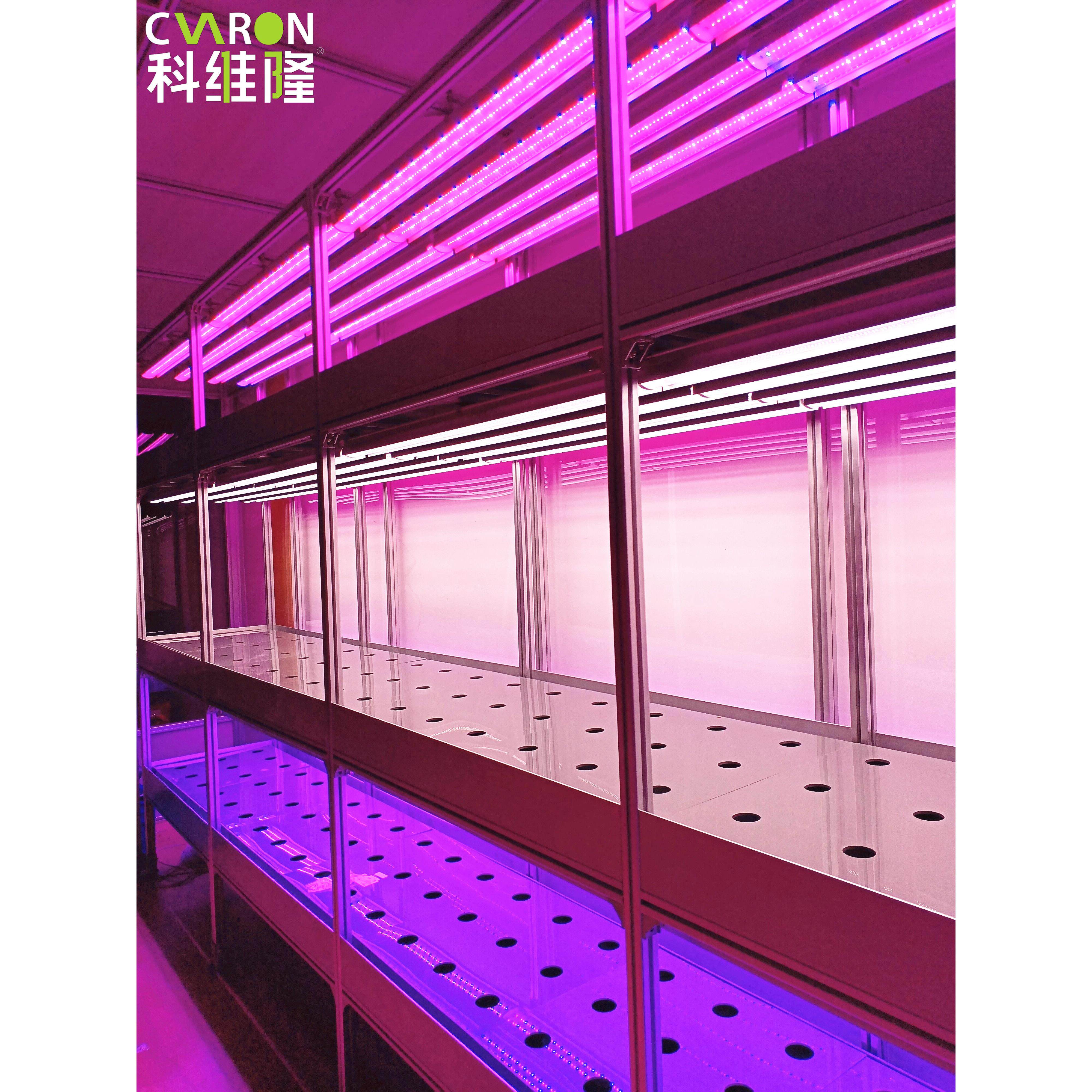 红蓝Led植物生长灯全光谱多肉补充光着色苗木蔬菜预防家庭组织栽