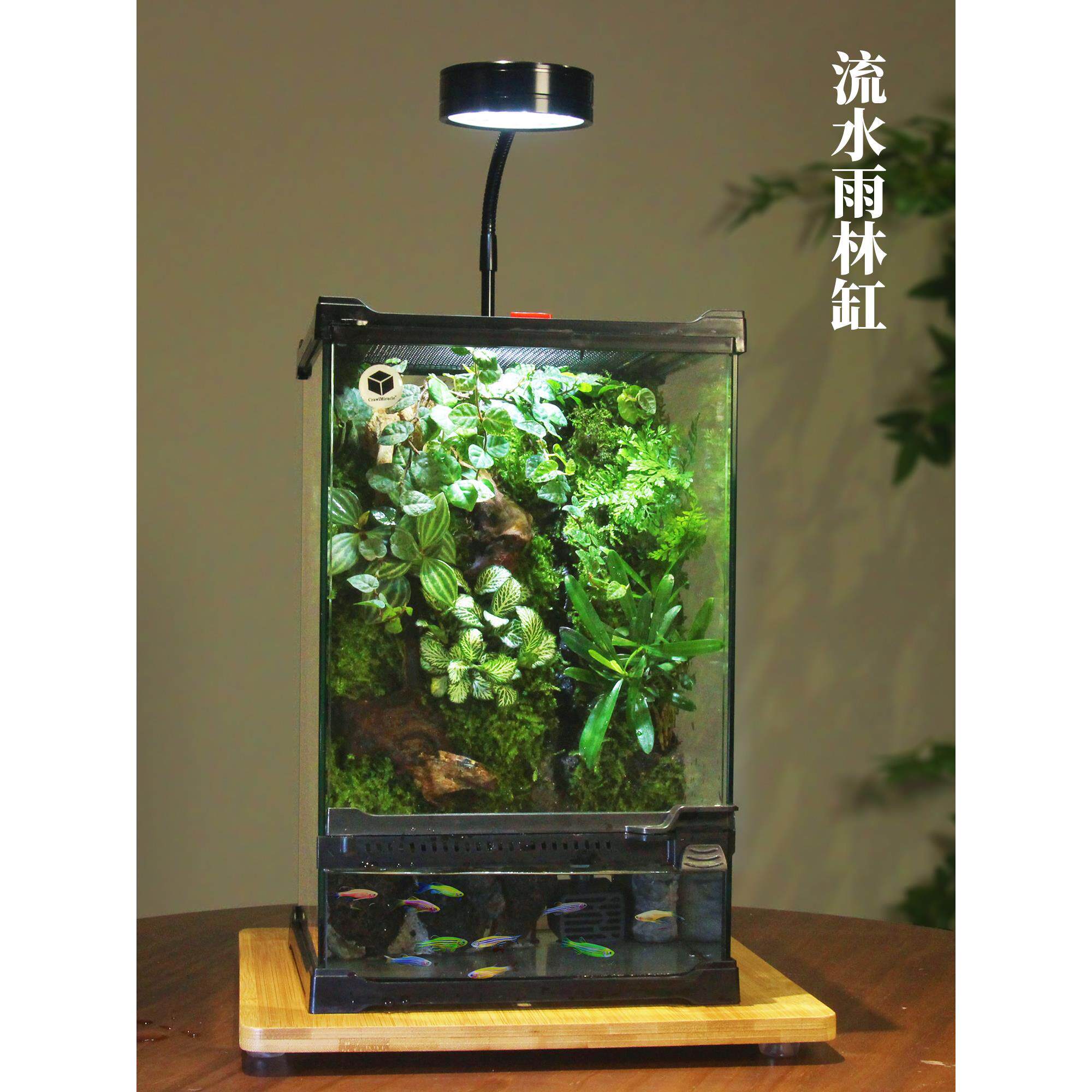 苔藓生态雨林缸水陆缸微景观热带雨林造景缸玻璃养爬宠顺丰包邮