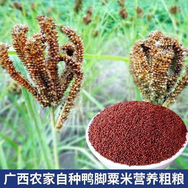 广西粟米粒龙爪粟拳头粟小婴儿枕头鸭脚粟米粥鸭脚栗米红色粟米粉