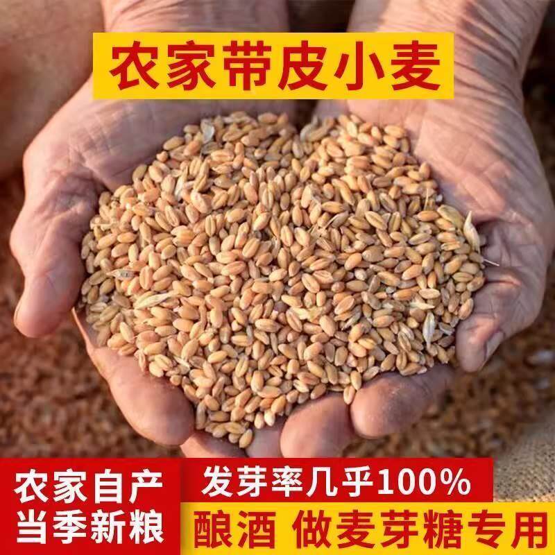 东北小麦粒100斤特价去壳带皮麦子50kg喂鸡鸽子20斤酿酒磨面粉5斤